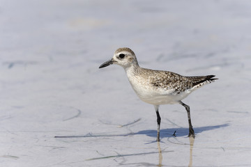semipalmated sandpiper,calidris pusilla