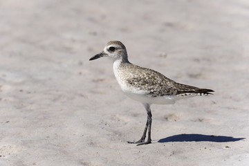 semipalmated sandpiper,calidris pusilla