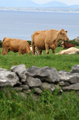 Vaches irlandaises
