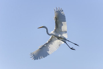 ardea alba, great egret