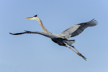 great blue heron, ardea herodias
