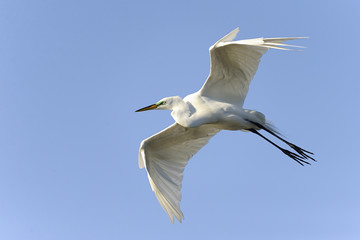 ardea alba, great egret