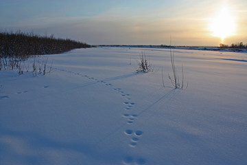 traces de lapin