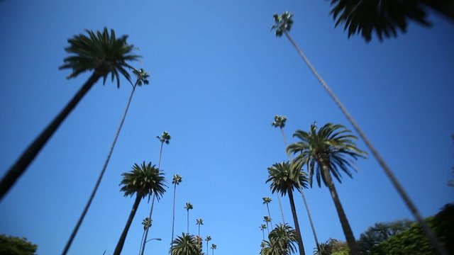 Driving through Palm Trees in Beverly Hills/Los Angeles