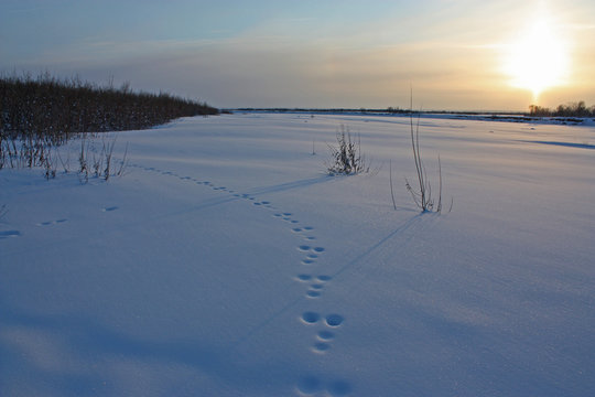 traces de lapin