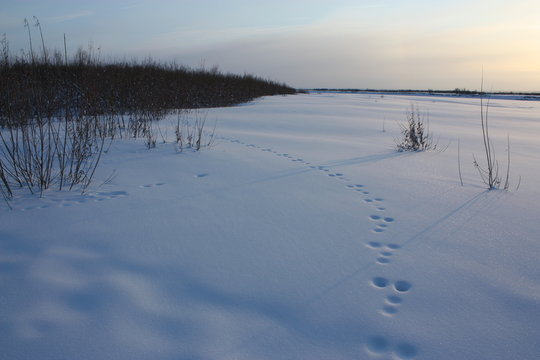traces de lapin
