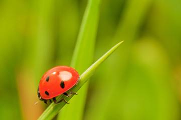 Biedronka © nanomanpro