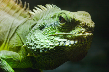 Green Iguana