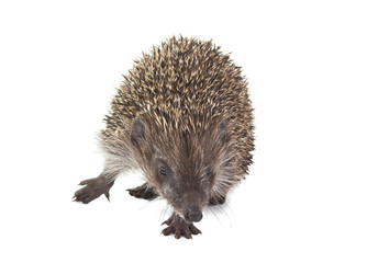 Hedgehog