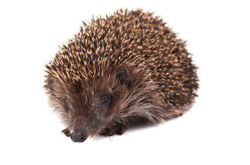 Hedgehog