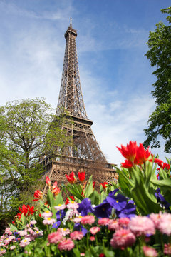 Eiffel Tower with spring tulips in Paris,  France
