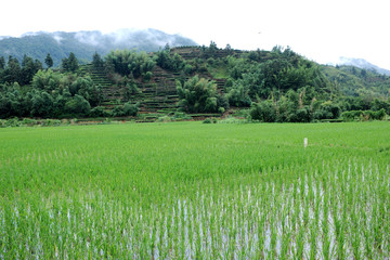 Fototapeta premium seedlings and mountains