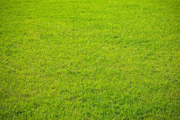 grass background