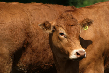 Brown well-fostered cattle