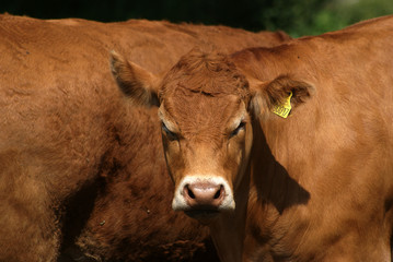 Brown well-fostered cattle