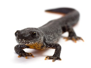 Front view of a Great Crested Newt on a white background