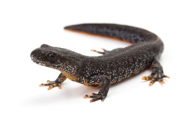Great Crested Newt with it's head lifted