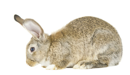 rabbit isolated
