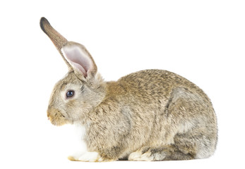 rabbit isolated