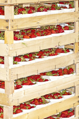 Erdbeeren © hjschneider