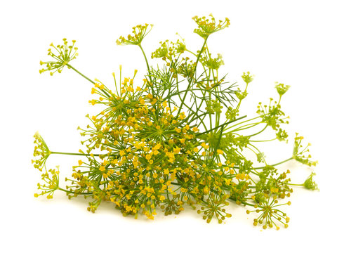 fennel flower isolated on the white