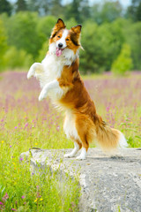Border collie dog rearing up on the flowers background - 42236116