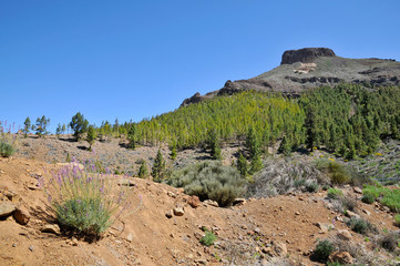 Mountain and forest at Tenerife in the spanish Canary Islands