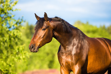 Bay horse portrait in summer - 42236136