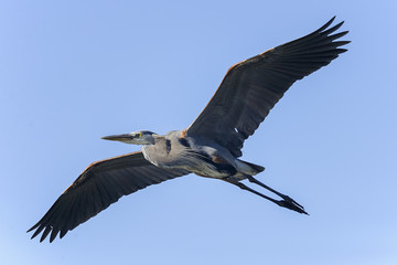 great blue heron, ardea herodias, venice, florida