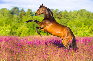 Bay horse rearing in pink flowers - 42236518
