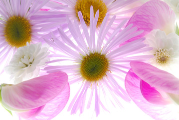 Obraz premium pink flowers
