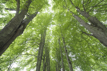 Obraz premium Deciduous trees.