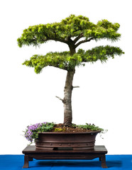 Nadelbaum Zeder als Bonsai