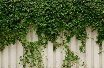Fototapeta na wymiar An Ivy plant on wall