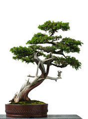Alter Igel-Wacholder als Bonsai-Baum