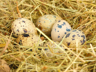 quail eggs in a nest of hay close-up