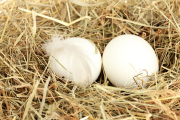 white eggs in a nest of hay close-up