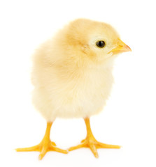 beautiful little chicken isolated on the white