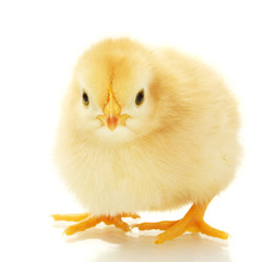 beautiful little chicken isolated on the white