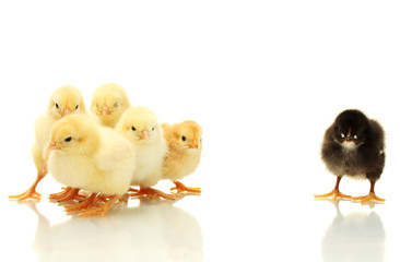 yellow and black little chickens isolated on the white