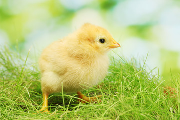 beautiful little chicken on green grass in garden