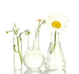 Test-tubes with a transparent solution and the plant isolated