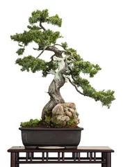 Foto auf Acrylglas Antireflex Igel-Wacholder (Juniperus rigidus) als Bonsai-Baum © Bernd Schmidt