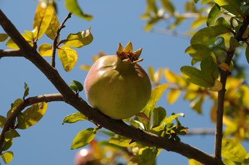 unripe pomegranate on a tree branch