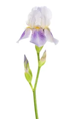 Papier Peint photo Lavable Iris Purple iris with buds