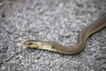 Fototapeta premium couleuvre