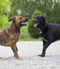 Two dogs playing happily at a park