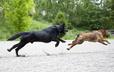Two dogs playing happily at a park