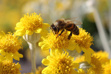 Une abeille sur les fleurs jaune macro. Pollinisation de plantes.