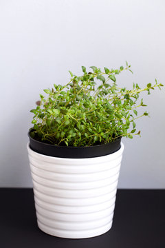 Fresh tyhme herb in a white flower pot